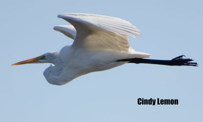 Great Egret 2 at Merritt Island NWR