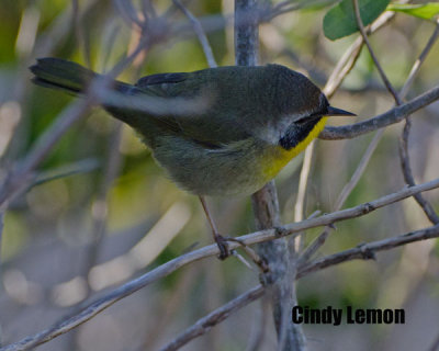 Common Yellowthroat at Merritt Island NWR