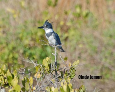 Belted Kingfisher at Merritt Island NWR