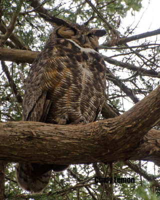 Great Horned Owl - Anastasia State Park