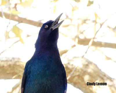 Common Grackle at Blue Springs State Park