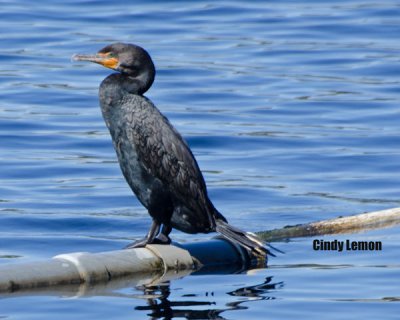 Double Crested Cormorant at Blue Springs SP