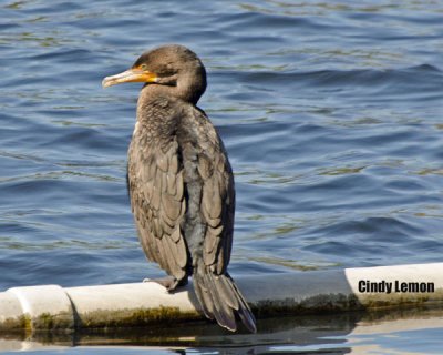 Double Crested Cormorant at Blue Springs SP 2
