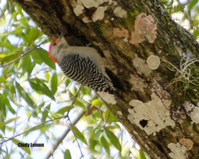 Red Bellied Woodpecker at Wekiwa Springs SP