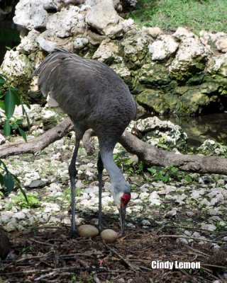 Sandhill Crane with Eggs