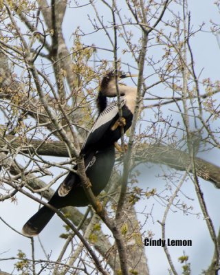 Anhinga at Homosassa Springs