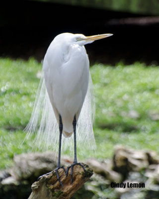 Great Egret at Homasassa Springs