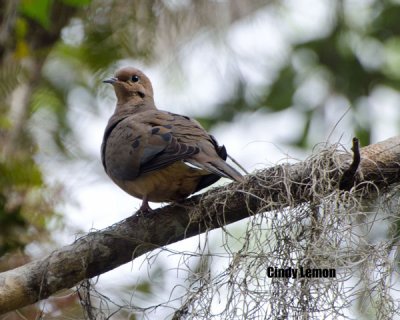 Mourning Dove at Homosassa Springs
