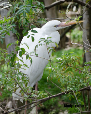 Great White Heron at Homasassa Springs 2