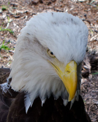 Bald Eagle at Homosassa Springs