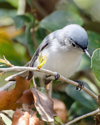 Blue-Gray Gnatcatcher at Lake Kissimmee State Park