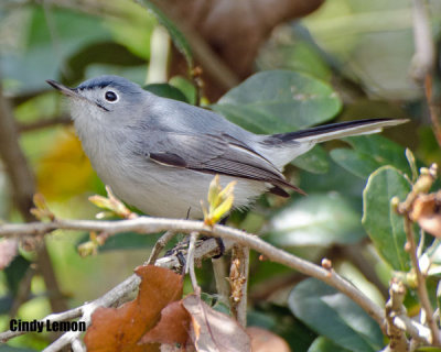 Blue-Gray Gnatcatcher at Lake Kissimmee State Park 2