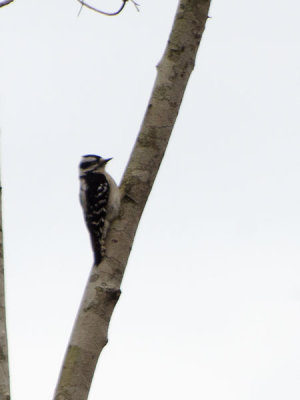 Downy Woodpecker at Faver Dykes State Park St. Augustine