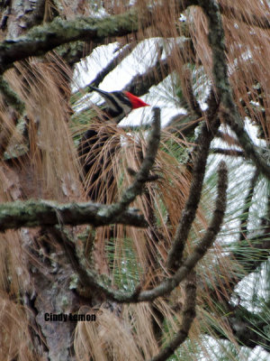 Pileated Woodpecker at Faver Dykes State Park St. Augustine