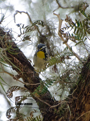Yellow Throated Warbler at Washington Oaks Gardens State Park