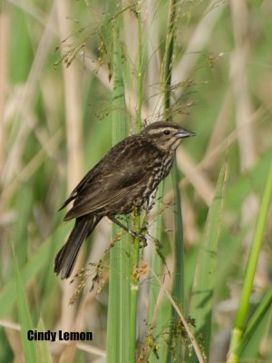 Female Red-Winged Blackbird at Altamaha Waterfowl Management Area
