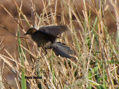 Brewer's Blackbird at Altamaha Waterfowl Management Area