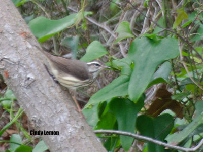 Louisiana Waterthrush at Harris Neck NWR