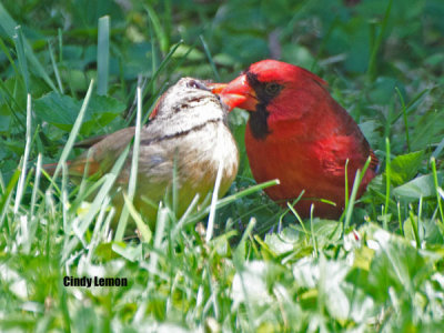 Cardinal Love Birds