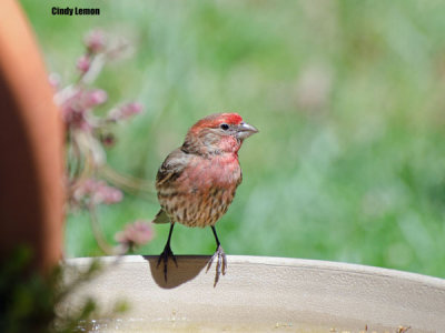 House Finch Going for a Dip