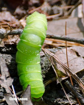 Big Green Caterpillar