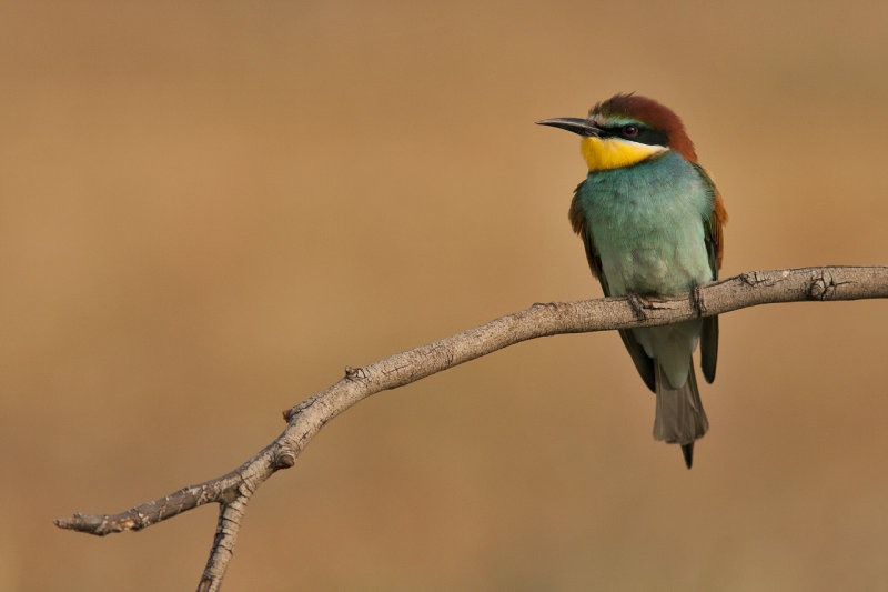 Bee-Eater