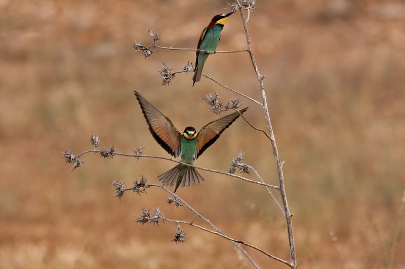 Bee-Eater