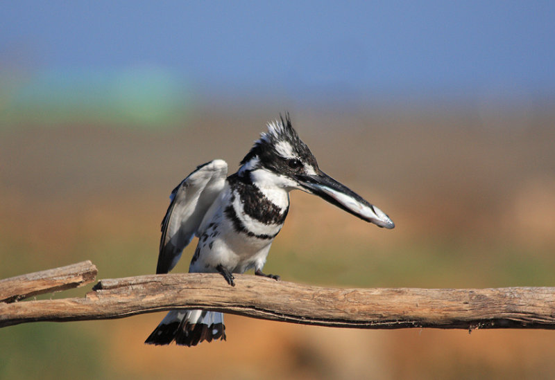 Pied Kingfisher