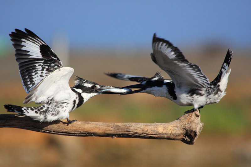 Pied Kingfisher