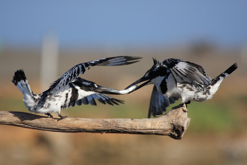 Pied Kingfisher