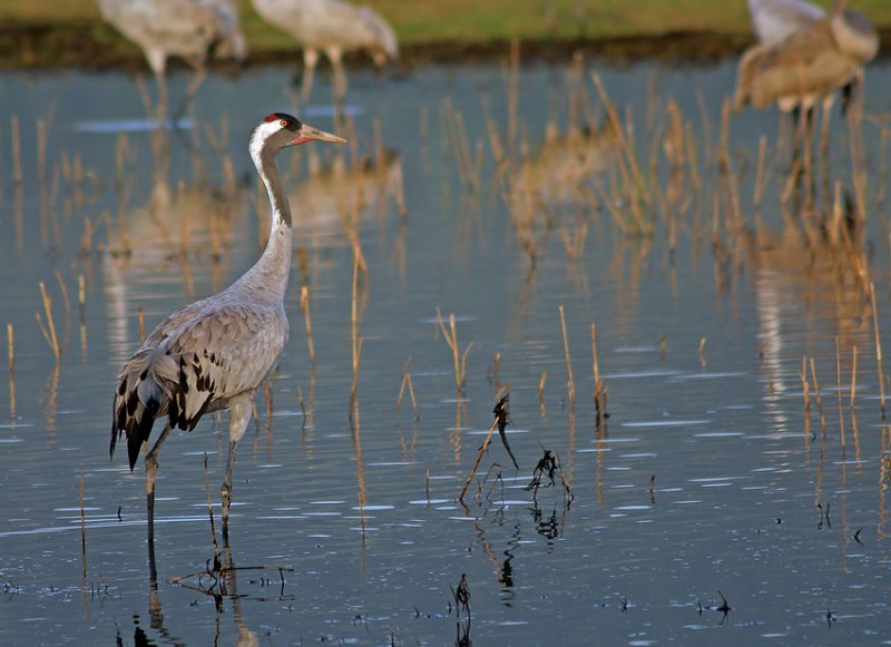 Common Crane