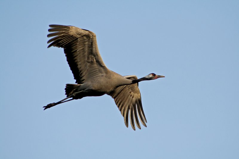 Common Crane