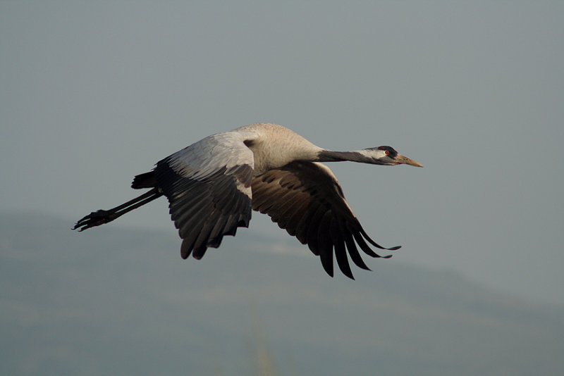Common Crane