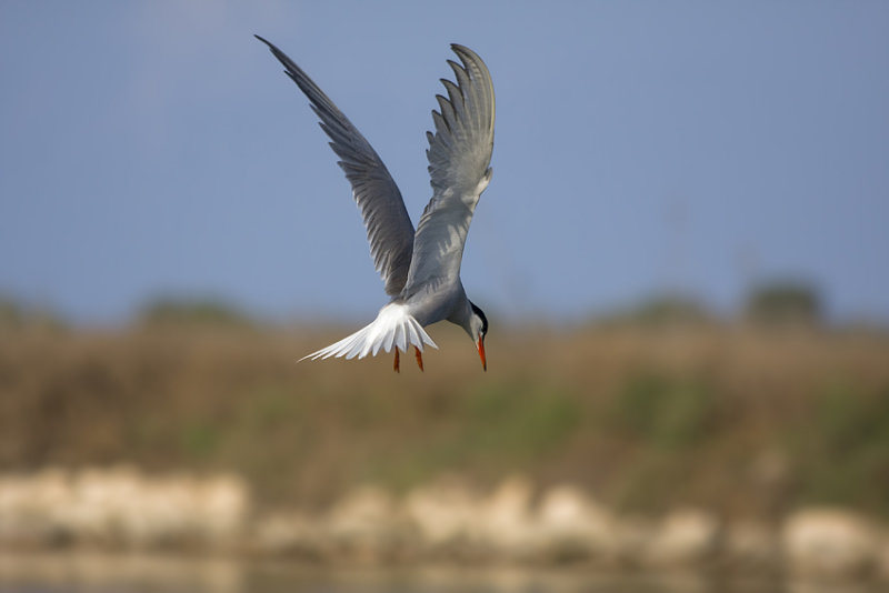 Common Tern