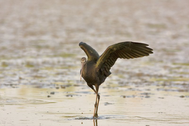 Glossy Ibis