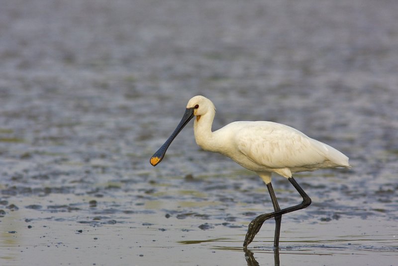Spoonbill