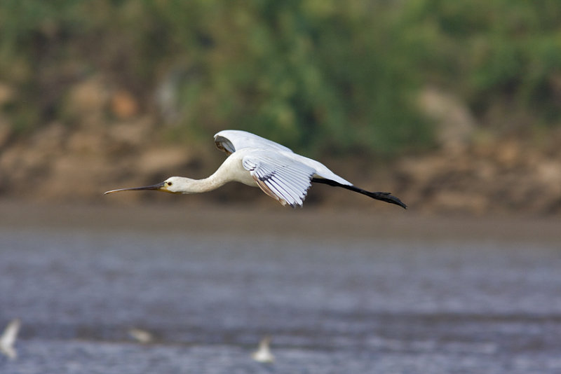 Spoonbill