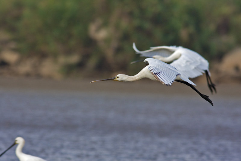Spoonbill
