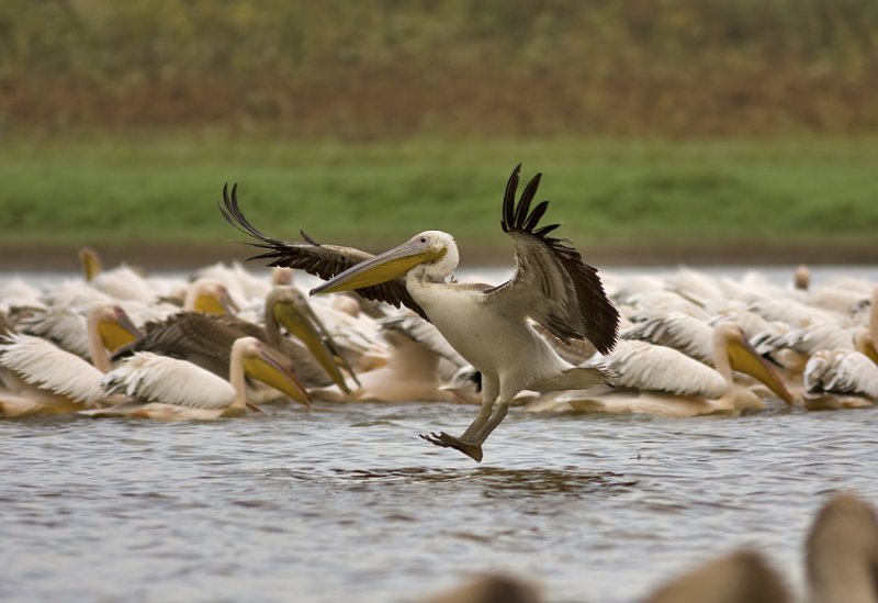 pelican
