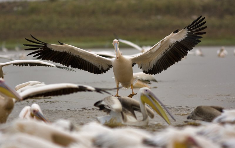 pelican