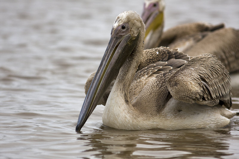pelican