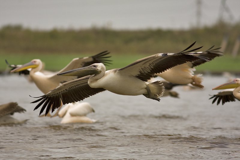 pelican