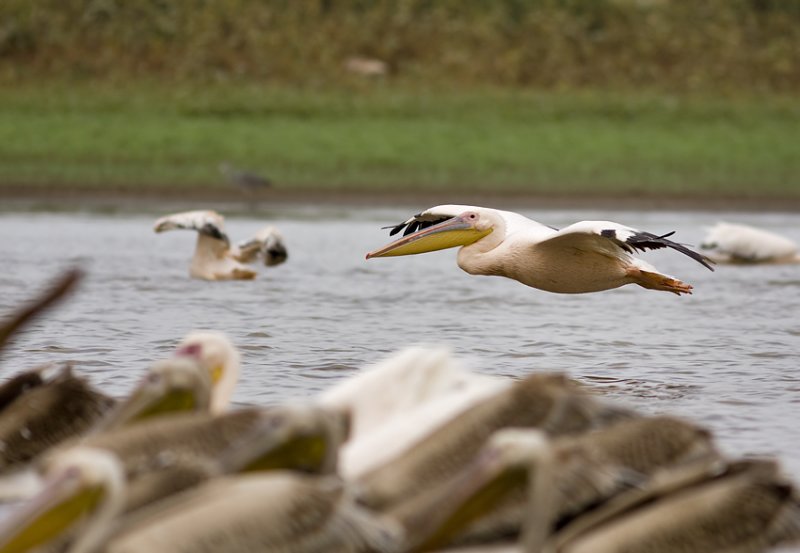 pelican