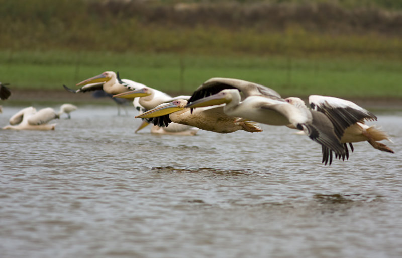 pelican