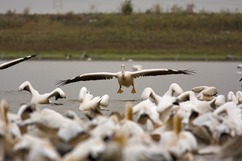 pelican