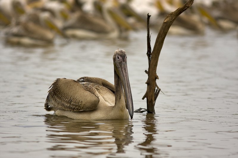 pelican