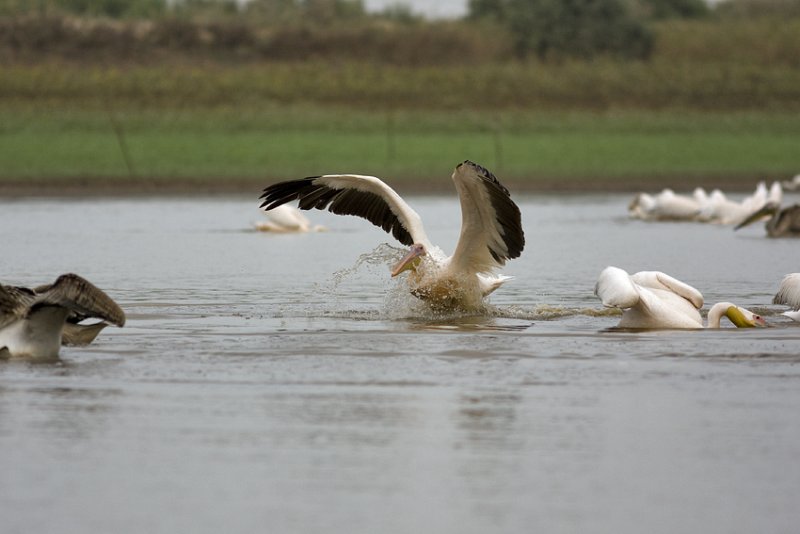 pelican