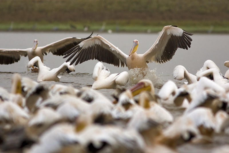 pelican