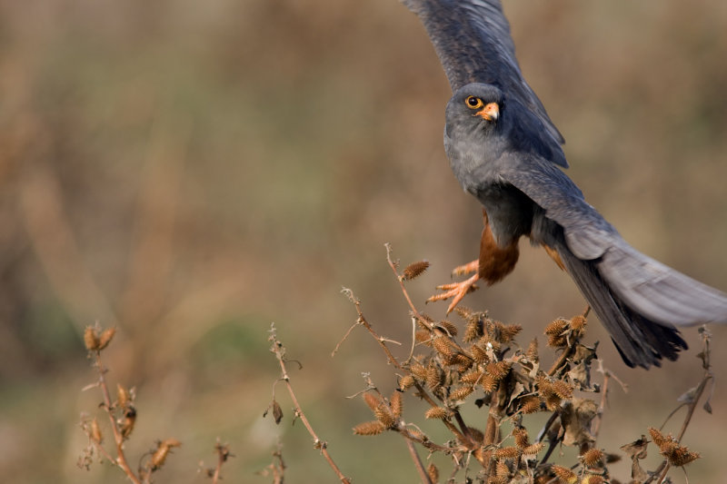 Red Footed Falcon