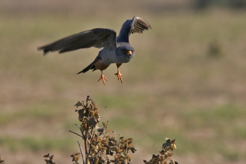 Red Footed Falcon